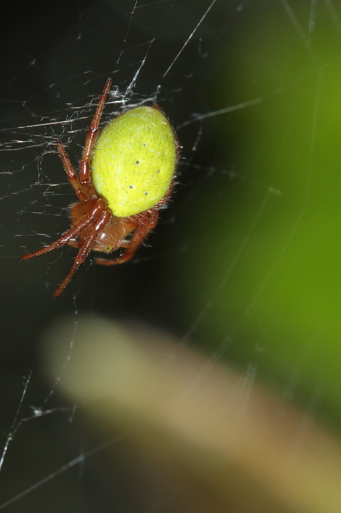 Araniella sp